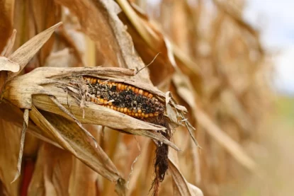 Imagem de milho estragado no pé, em alusão a falências no agronegócio.